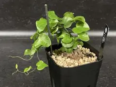 良型！！　アフリカ亀甲竜　鉢込み発送　検（パキプス　グラキリス 現地球 良型！！ アフリカ亀甲竜 鉢込み発送 検（パキプス グラキリス 現地球