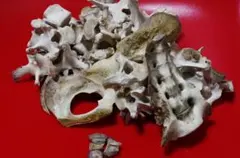 月の輪熊 　ツキノワグマ　尾てい骨　その周りの骨