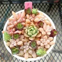 さちこ様 リクエスト 5点 まとめ商品