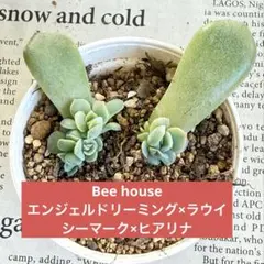 2025年最新】bee house 多肉の人気アイテム - メルカリ