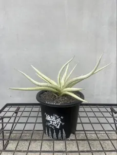 ⭐︎本物⭐︎【超希少】サンスベリア　ダンシングドラゴン　Dancing Dragon 園芸ネット本店｜サンセベリア：ダンシングドラゴン 3.5号鉢植え の
