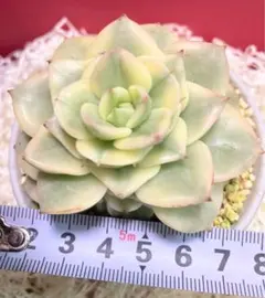 エケベリア ローリ－錦さん 赤ちゃん2つ付き♡ オマケちゃんも付きます。