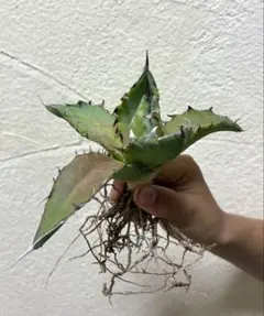 アガベ　オテロイのサムネイル