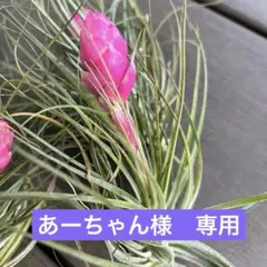あーちゃん様専用　コットンキャンディ2株