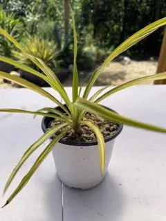 2025年最新】ユッカ レクルビフォリアの人気アイテム - メルカリ