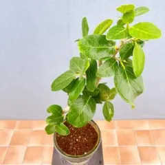 観葉植物 アマゾンオリーブ 杢仕立て 鉢植え - メルカリ