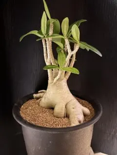 2025年最新】タコ足 アデニウムの人気アイテム - メルカリ