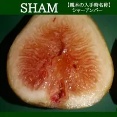 イチジク苗,713 SHAM ,いちじくのサムネイル