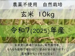 10kg 玄米食に最適「はるみ」自然栽培米　農薬不使用　玄米のサムネイル