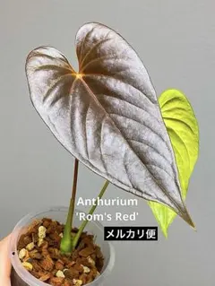 【圧倒的かっこ良さ‼️】アンスリウム　ドラコノプテラム　超希少　メルカリ便 2026年最新】アンスリウム ロムズレッドの人気アイテム - メルカリ