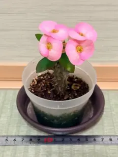 ハナキリン 八福神③ポット鉢土付き苗 お届け後このまま飾れます 現品
