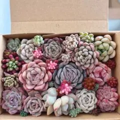 ゆうゆうメルカリ便　多肉植物　カット苗とセダム寄せ植えセット