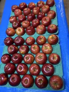 超小玉シナノスィート(キズ無し)2段