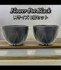 初夏準備♪プラスチック植木鉢　6個セット　Mサイズ　グラキリス　塊根植物アガベのサムネイル