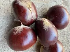 にゃんころ様専用ページです。お申し込みされてない方のお買い上げはご遠慮ねがいます