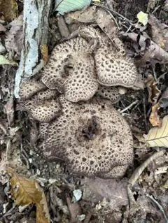 2026年最新】香茸の人気アイテム - メルカリ