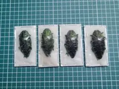 2025年最新】昆虫 標本 販売の人気アイテム - メルカリ