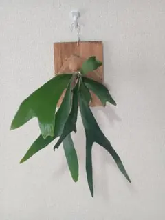 P. willinckii cv. Pygmaeum spor 子株ウィリンキー - メルカリ