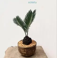 2025年最新】ソテツ 盆栽の人気アイテム - メルカリ