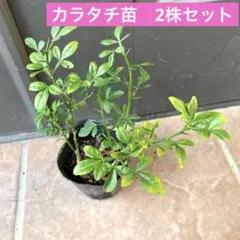 からたち（枳殻）の苗木　農薬不使用　実生苗800本セット からたち（枳殻）の苗木 20本セット 農薬不使用 実生苗 - メルカリ
