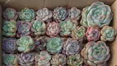 多肉植物 韓国苗 エケベリア 寄せ植え 多肉弁当 詰め合わせ セット