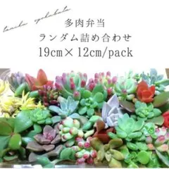 多肉植物 ランダム詰め合わせ 19cm x 12cm