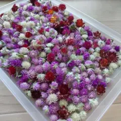 大量千日紅ドライフラワー400個