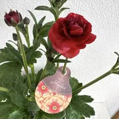 さかえ様 リクエスト 2点 まとめ商品同梱用