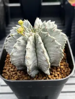 2026年最新】ユーフォルビア ホリダの人気アイテム - メルカリ