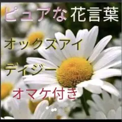 ラストオックスアイデイジー　抜き苗　8株〜10株観葉植物　ガーデニング 薬膳　花のサムネイル