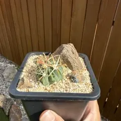 サボテン　日ノ出丸　ハビタットスタイルのサムネイル