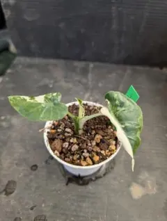 ハナミズキ様 リクエスト 2点 まとめ商品