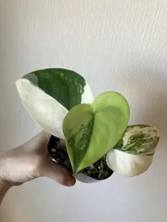 2026年最新】Scindapsusの人気アイテム - メルカリ