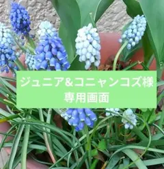 ジュニア&コニャンコズ様 リクエスト 3点 まとめ商品