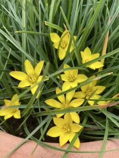 3びきのこぶた様 リクエスト 2点 まとめ商品