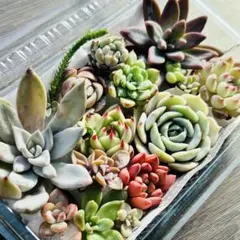 NEW❗️ 【レア種】ルナレン入り　多肉植物詰め合わせ　多肉植物カット　多肉弁当❣️