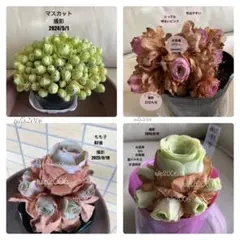 【2638】　パワー＋他　5品種　カット苗5点　多肉植物　グリーノビアのサムネイル