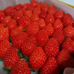 nao様専用ページ