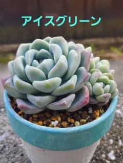 多肉植物　アイスグリーン　抜き苗