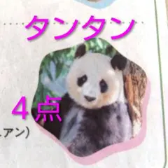 2026年最新】テン 剥製の人気アイテム - メルカリ