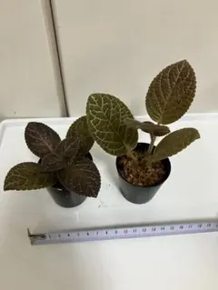 エピスシア クプレアタ ピンクヘブン M＆L ランナー付子株 Episcia