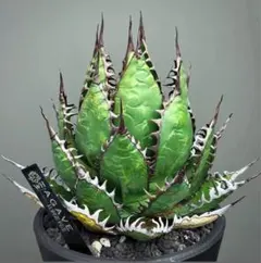 2025年最新】アガベ ホリダ 大株の人気アイテム - メルカリ