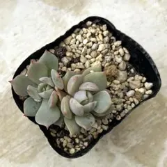 花占い 抜き苗 多肉植物 ミックスベリア おらいさん苗 - メルカリ