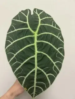 miumiummm様 リクエスト 4点 まとめ商品