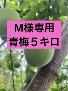 M様専用青梅５㎏ 5月中旬以降発送　山梨県産