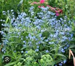 シノグロッサム種 26年採取 青色30粒 ピンク色30粒 多め入れます