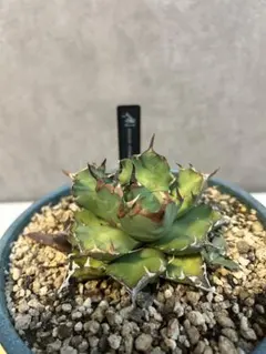 2026年最新】姫厳龍の人気アイテム - メルカリ