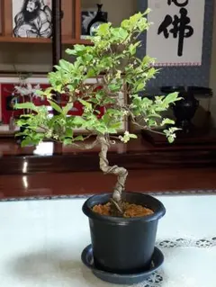 斑入りマサキ 盆栽 株立 希少 樹高38㎝ - メルカリ