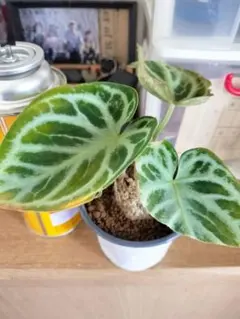 2026年最新】アンスリウム種の人気アイテム - メルカリ