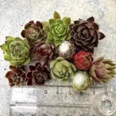 センペルビウムSET ╰(*´︶`*) Ｌ